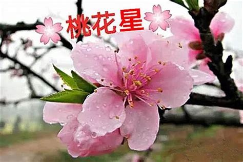 桃花流年|八字流年如何看桃花